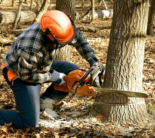 Tree Removal in Big Stone Gap, VA